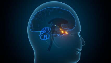 Human pituitary gland anatomy. 3d illustrations