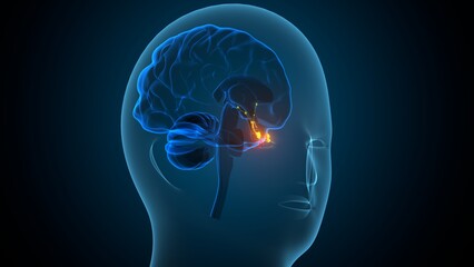 Male pituitary gland anatomy. 3d illustrations