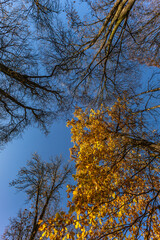Fototapeta premium The park near the Jasna Gora Monastery in Czestochowa, spring weather, leaves lying on the ground and trees, autumn in the park NMP