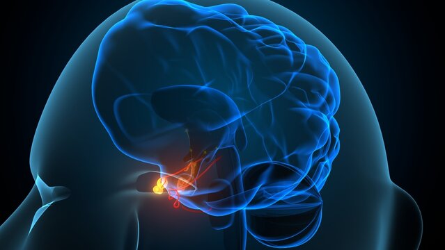 Male pituitary gland anatomy. 3d illustrations