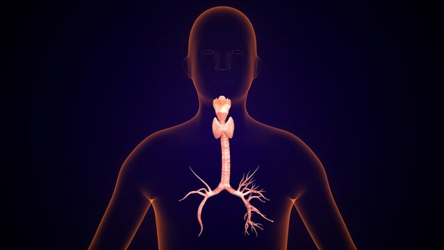 Human thyroid anatomy. 3d illustrations