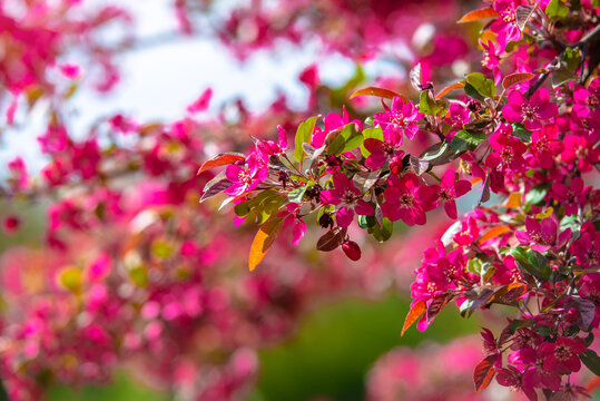 Blooming decorative apple tree with red flowers
 - Powered by Adobe
