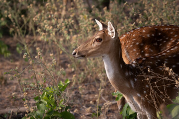 deer in the forest