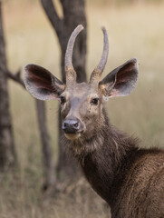 Sambar deer male in the forest