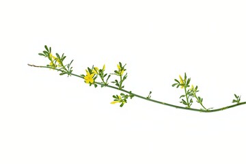 Jasminum Fruticans Yellow Wild Jasmine Branch Isolated on a Pure white Background