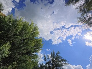  Looking at the blue sky and white clouds framed by green tree branches. Bottom view, perspective.