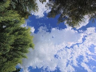Green foliage of a tree against a blue sky and clouds