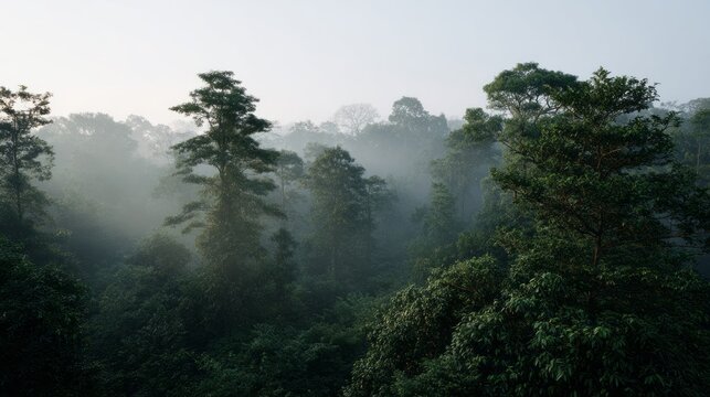 Misty rainforest canopy cloaked in ethereal whispers, perfect for Arbor Day musings or Jungle Appreciation Week escapades