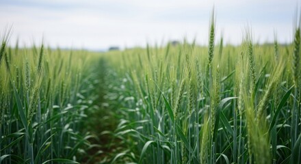Obraz premium A green wheat field with a clear sky in the background.