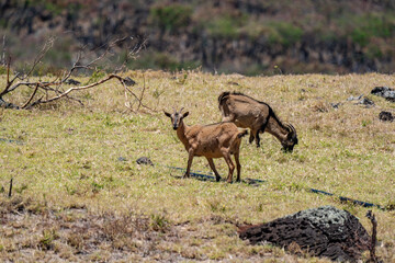 Feral Goats (The goat or domestic goat (Capra hircus) is a species of goat-antelope that is mostly kept as livestock) .  near Kaupo. Hawaii Route 31 ( Pi'ilani Highway ), Maui, Hawaii. 