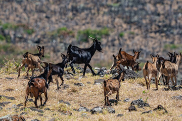 Feral Goats (The goat or domestic goat (Capra hircus) is a species of goat-antelope that is mostly kept as livestock) .  near Kaupo. Hawaii Route 31 ( Pi'ilani Highway ), Maui, Hawaii. 