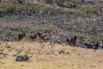Feral Goats (The goat or domestic goat (Capra hircus) is a species of goat-antelope that is mostly kept as livestock) .  near Kaupo. Hawaii Route 31 ( Pi'ilani Highway ), Maui, Hawaii. 