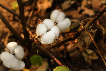 selective focus on the subject. closeup cotton plant with cotton fiber (kapas called in india) cotton fields of rural areas of india. cotton plant and cotton production. cotton boll hanging on plant.