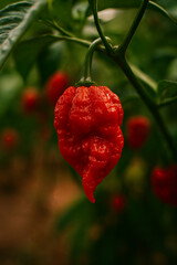 red carolina papper in the garden