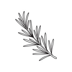 Fototapeta premium Rosemary Branch Line Art: Hand Drawn Herbal Spice and Medicinal Plant Vector Illustration