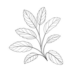 Basil Herb Branch Botanical Line Vector