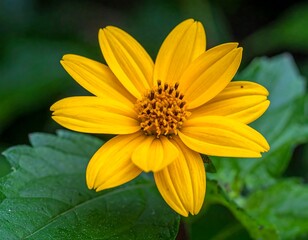 Close-up view of a vibrant yellow flower with petals radiating outwards. Background is blurred