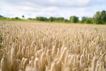 Wheat stalks bending gently in summer breeze © AlexGo