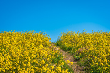 Obraz premium Rapeseed fields in Edogawa Sports Park, Misato, Japan