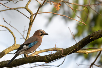 Eurasian Jay (Garrulus Glandarius) at the oak tree  close up.