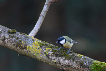 Great tit (Parus Major) at the hazelnut tree branch.