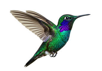 Fototapeta premium Vibrant Iridescent Green and Purple Hummingbird in Flight, a stunning tropical wildlife marvel isolated on transparent background, showcasing its delicate wings and striking plumage.