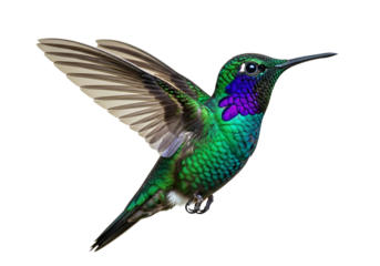 Vibrant Iridescent Green and Purple Hummingbird in Flight, a stunning tropical wildlife marvel isolated on transparent background, showcasing its delicate wings and striking plumage.
