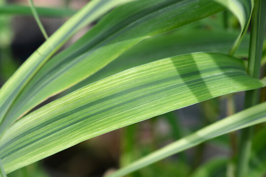 Giant reed variegated leaves - Latin name - Arundo donax Variegata