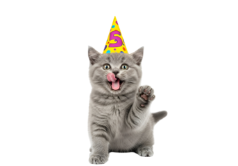 Adorable Grey British Shorthair Kitten Celebrating 5th Birthday, Wearing a Vibrant Party Hat, Sitting with Open Mouth and Raised Paw, Looking Playful and Happy, isolated on transparent background.