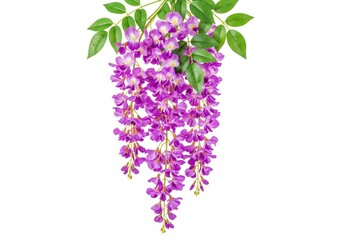 Fototapeta premium Purple wisteria hanging bouquet isolated on white background