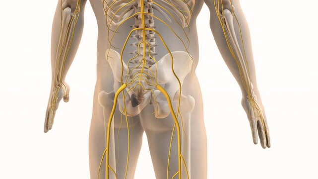 Painful Sciatic Nerve Sensation in Lower Body