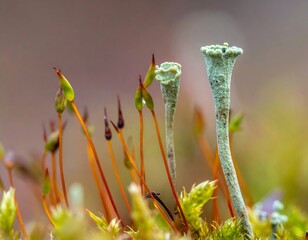 Close-up view of delicate, green, and brown plants in their natural habitat