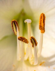 Close-up view of delicate white flower's stamen, showcasing pollen & intricate details