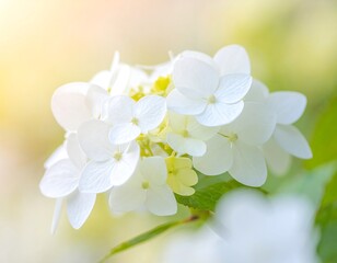 Close-up view of delicate white flowers with soft petals, bathed in warm sunlight