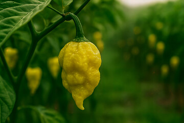 yellow bell pepper