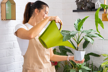 A woman waters home plants from her collection of rare species from a watering can, grown with love on shelves in the interior of the house. Home plant growing, green house, water balance © Ольга Симонова