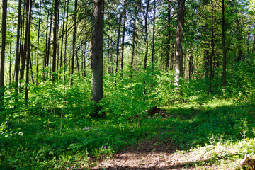 Lush, verdant forest bathed in dappled sunlight. Fresh spring foliage creates a serene, tranquil woodsy escape. A peaceful natural setting, evoking calm and renewal