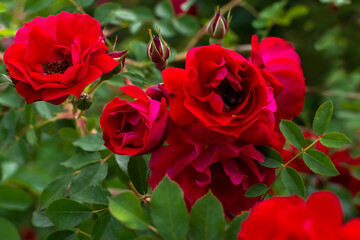 Bright red roses blooming in a sunny garden, showcasing the beauty and elegance of nature.