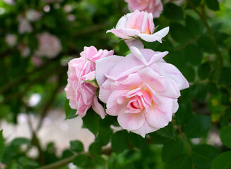 A pink rose blooms among green leaves in a bright garden .