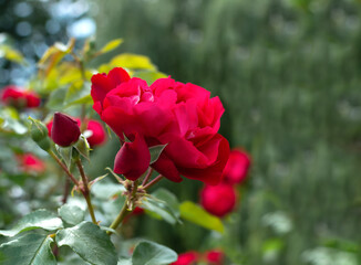 Bright red roses blooming in a sunny garden, showcasing the beauty and elegance of nature.