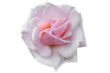 Single pink rose with elegant petals with subtle shades, on white background