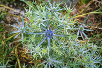 Eryngium amethystinum, the amethyst eryngo, Italian eryngo or amethyst sea holly. Place for text. Top view