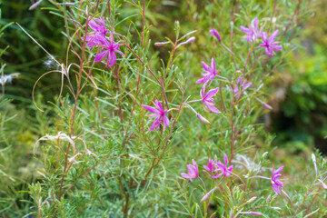 Flowering Chamaenerion dodonaei. Beautiful small pink flowers.