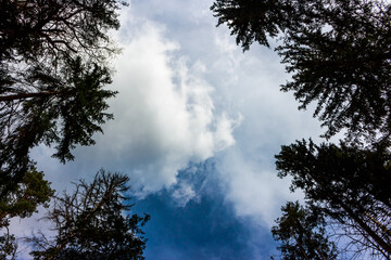 Fototapeta premium Dramatic sky vista through a canopy of dark forest pines. Billowing white clouds against striking deep blue create a serene natural backdrop