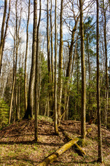 An ancient burial mound nestled in a tranquil spring forest, bathed in soft light. A glimpse into forgotten history, full of quiet mystery