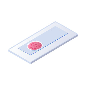 Isometric Microscope Slide with Prepared Tissue Sample Vector Illustration