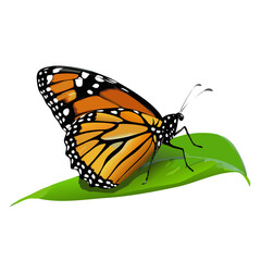 Monarch Butterfly Perched on Green Leaf Realistic Vector Illustration