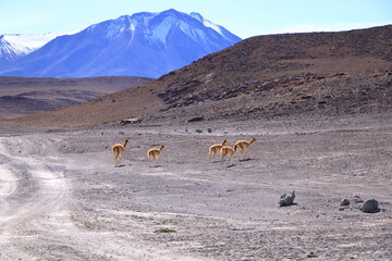 Obraz premium Wild vicunas in Bolivia, South America