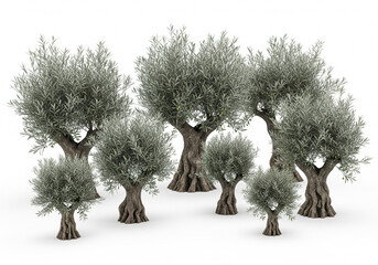 Olive trees isolated on white a group of evergreen trees perfect for Mediterranean landscapes and agricultural themes