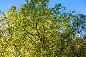 Lush green leaves of a vibrant birch tree shimmer against a clear blue spring sky. Fresh foliage bursts with life, symbolizing nature's renewal and serenity